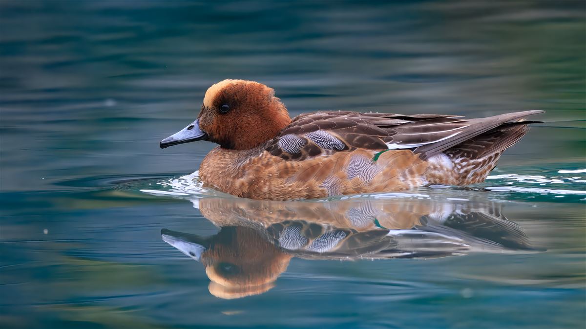 Eurasian Wigeon
