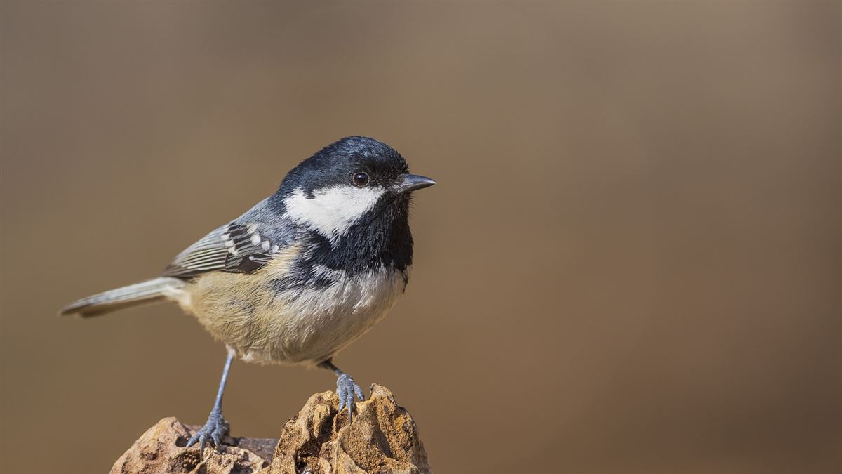 Coal Tit