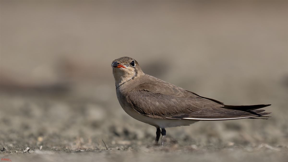 Collared Pratincole