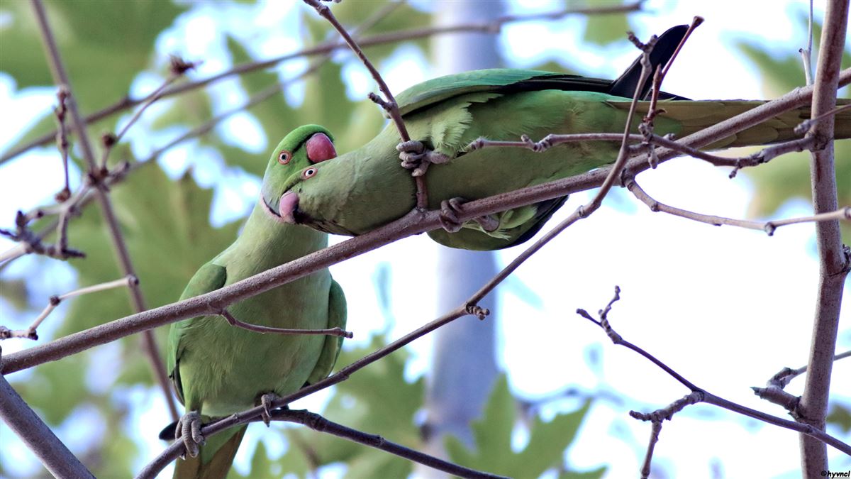 Rose-ringed Parakeet