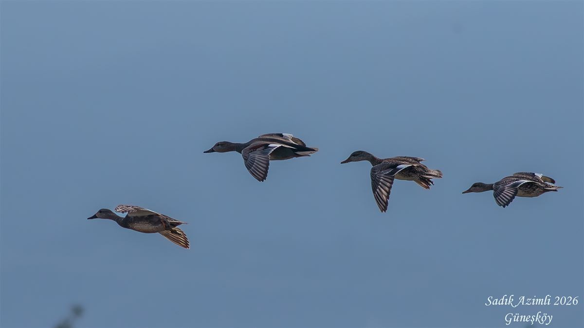 Gadwall