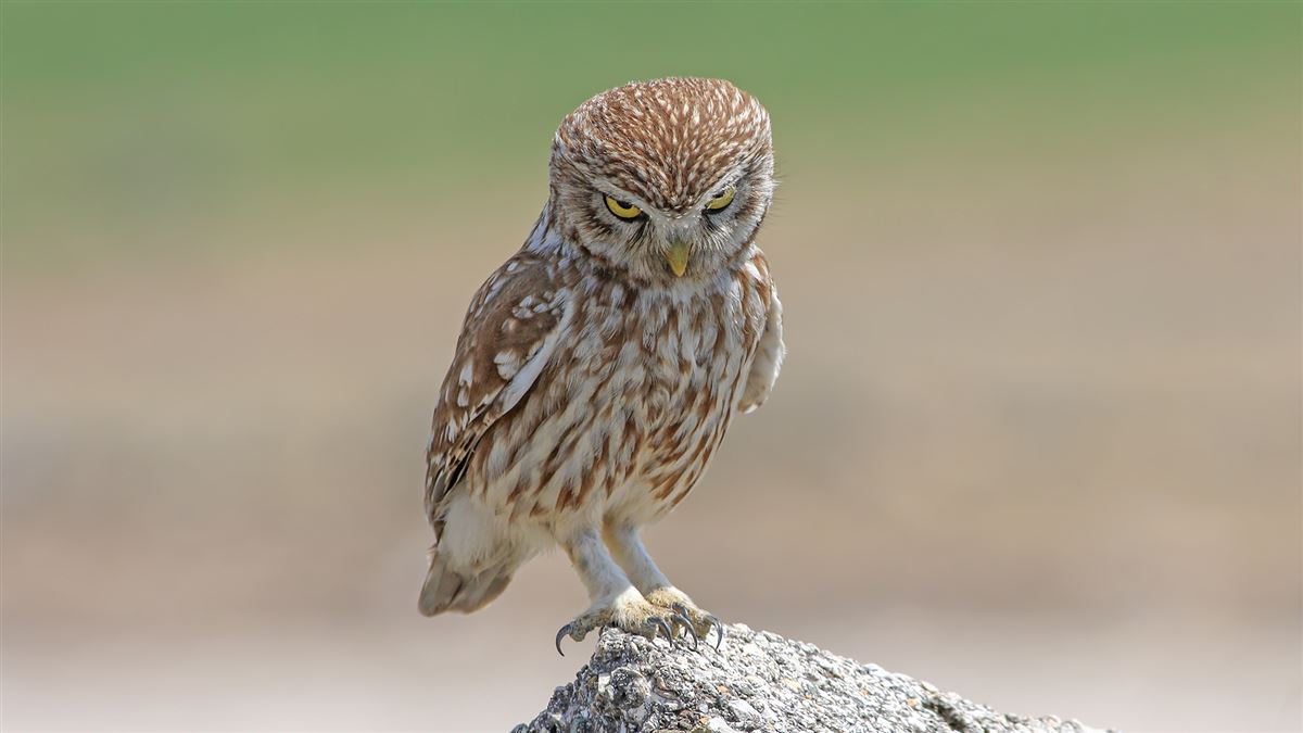 Little Owl