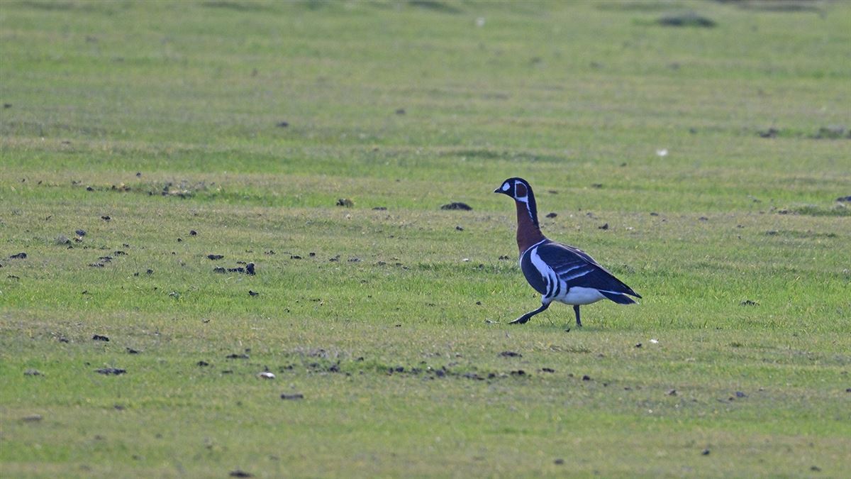 Red-breasted Goose