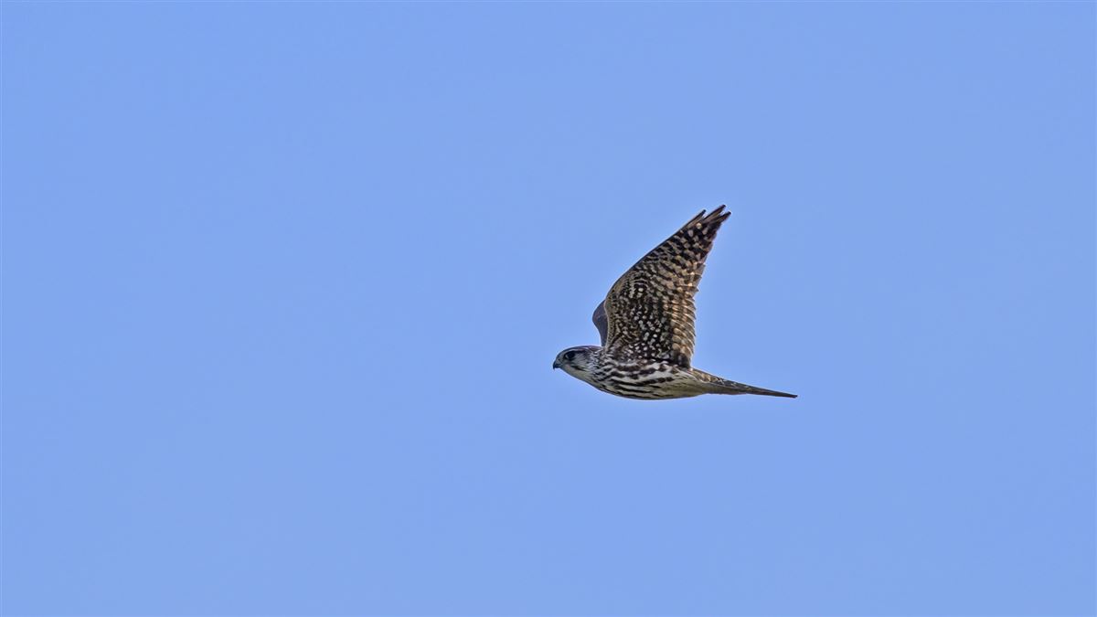 Merlin