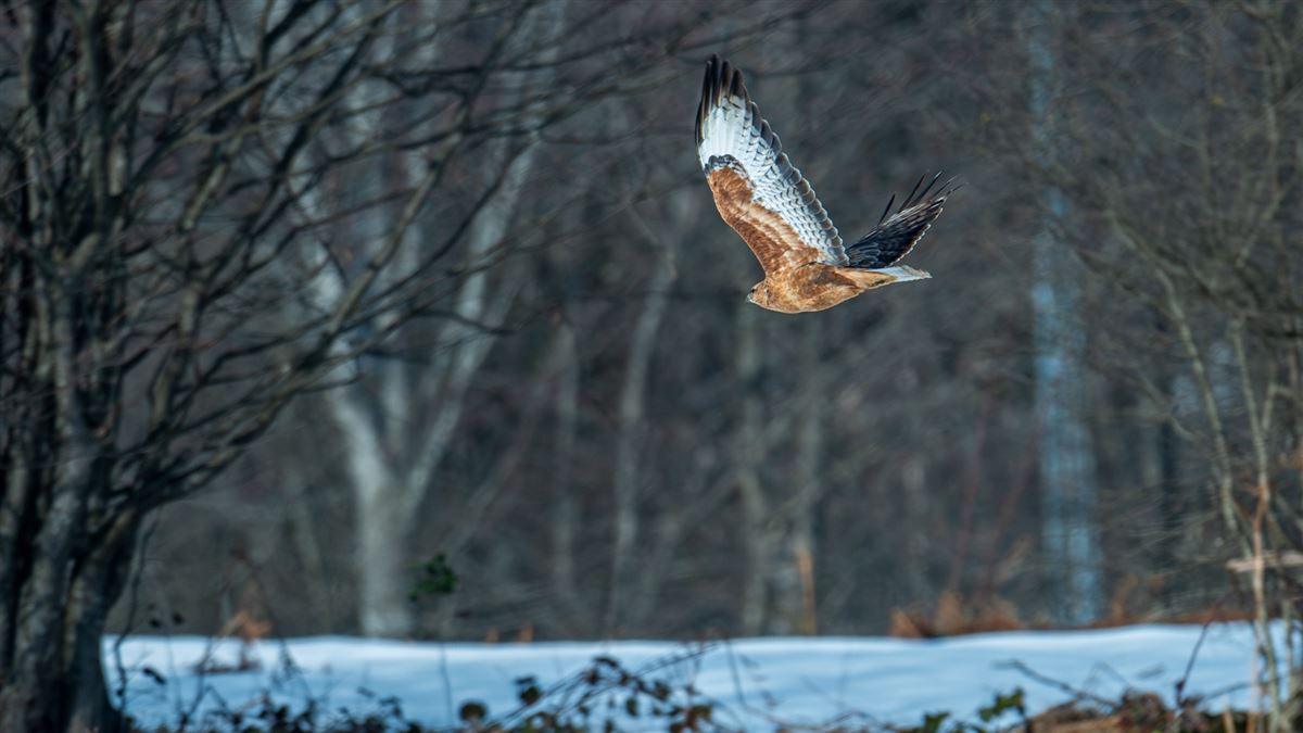 Long-legged Buzzard