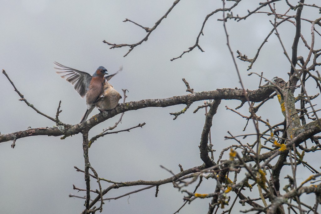 Eurasian Chaffinch
