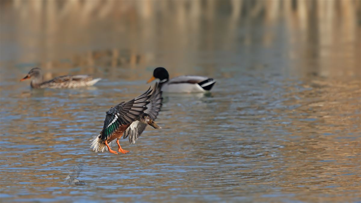 Northern Shoveler