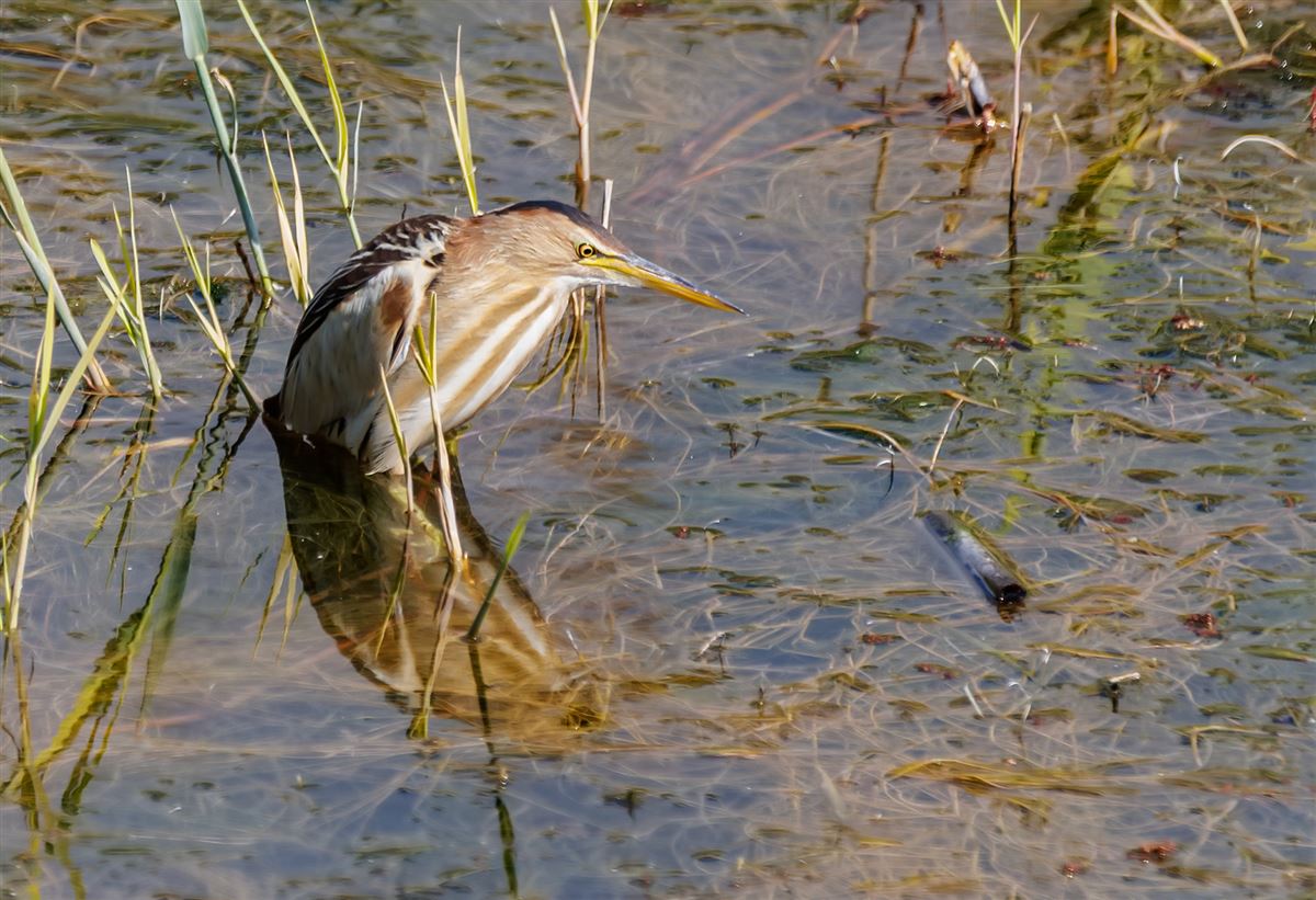 Little Bittern