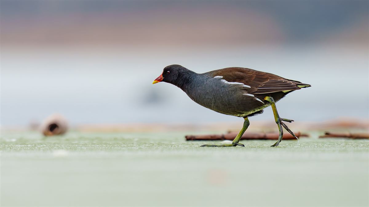 Common Moorhen