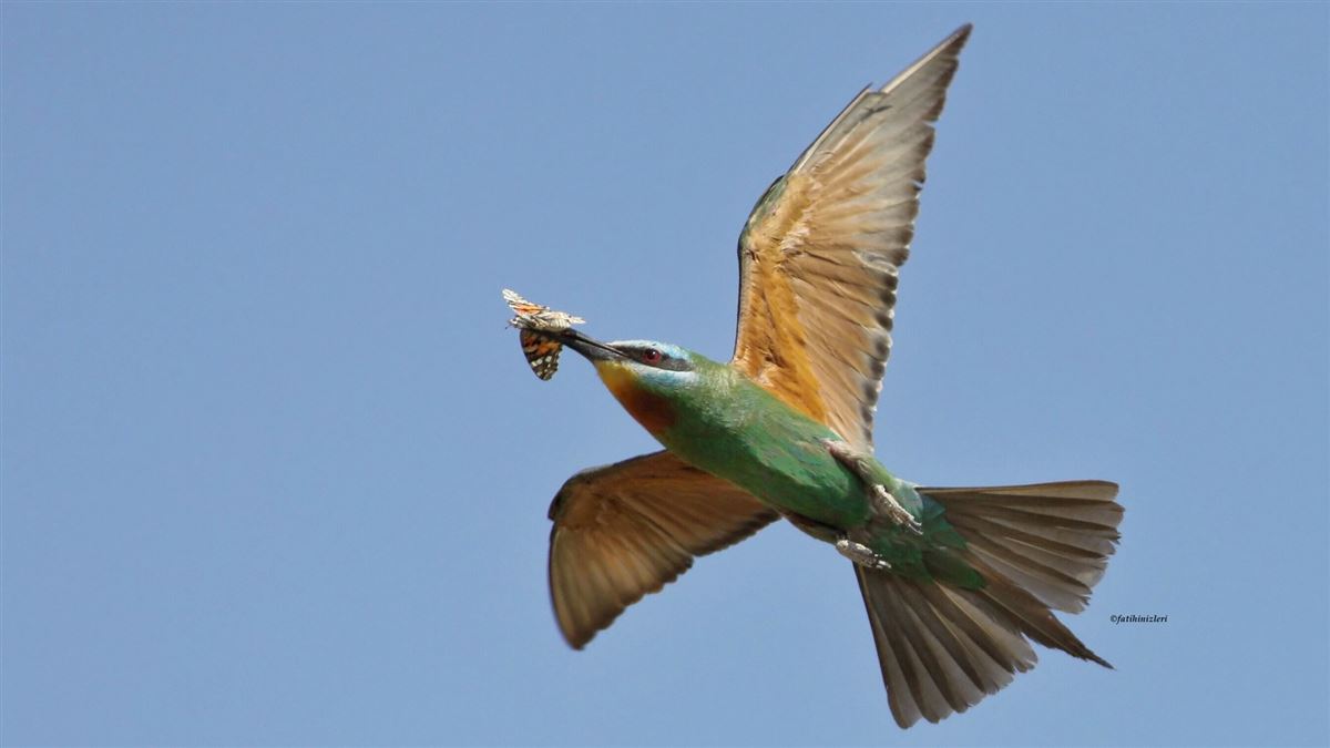 Blue-cheeked Bee-eater