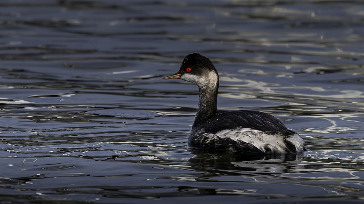 Black-necked Grebe