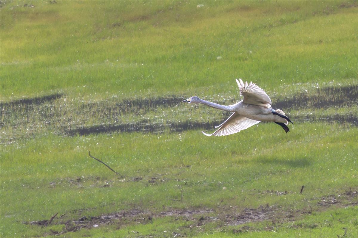 Whooper Swan