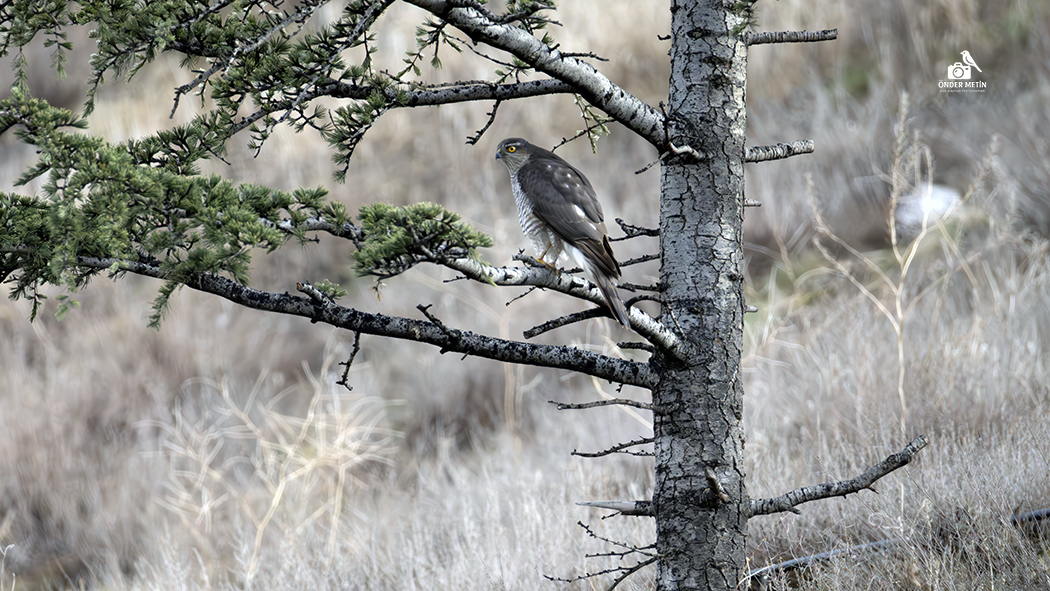 Eurasian Sparrowhawk