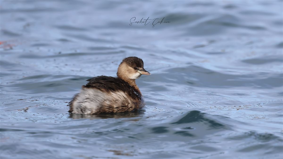 Little Grebe