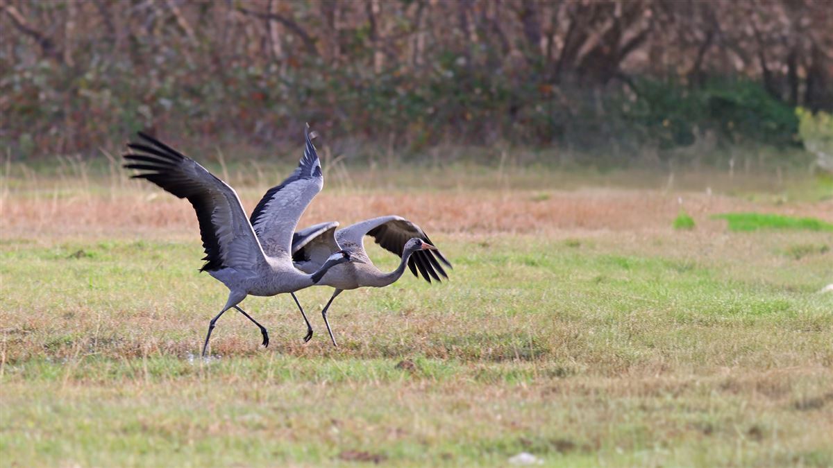 Common Crane