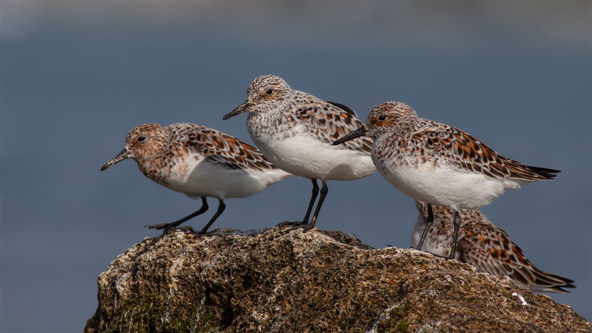 Little Stint