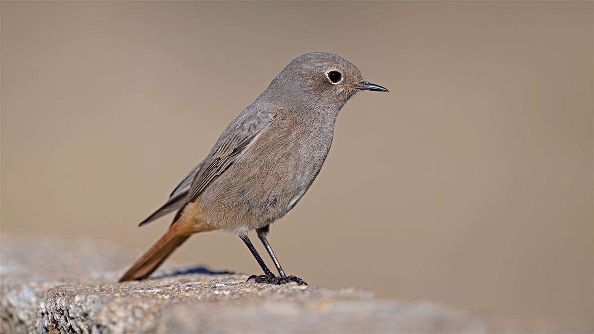 Black Redstart