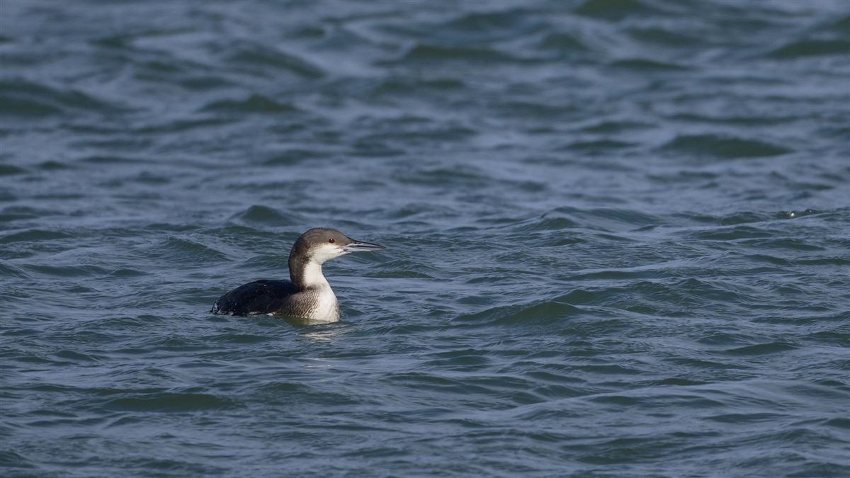 Black-throated Loon