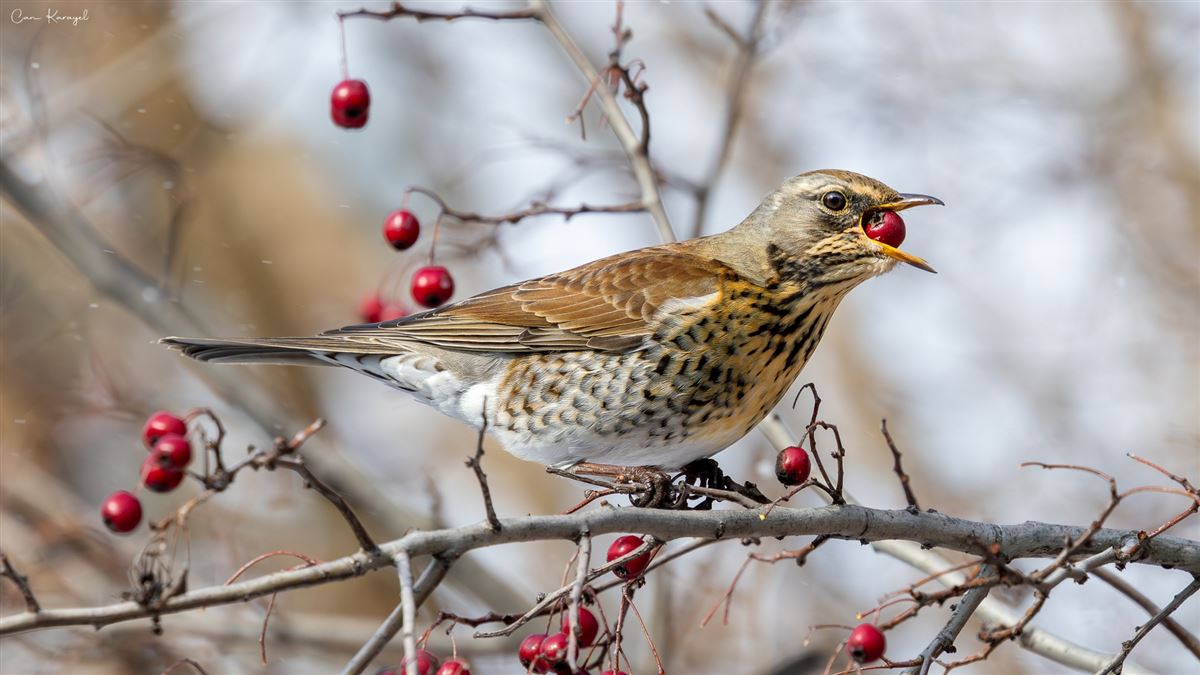 Fieldfare