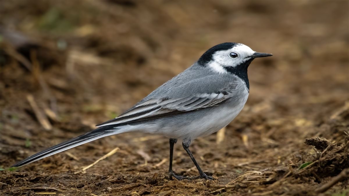 White Wagtail