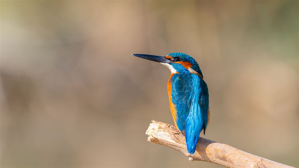 Common Kingfisher