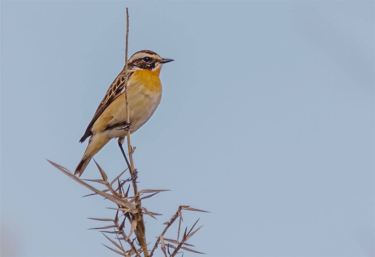 Whinchat