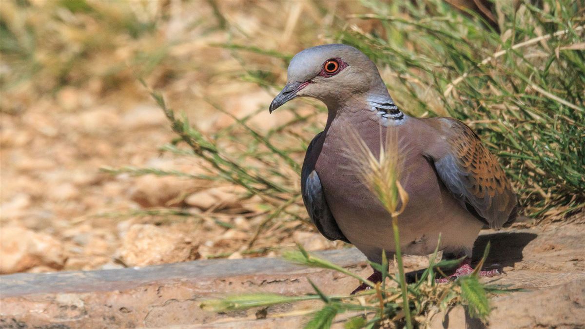 European Turtle Dove