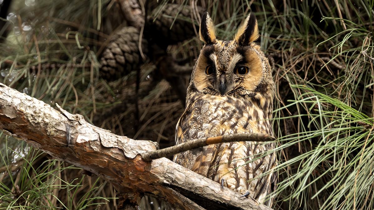Long-eared Owl