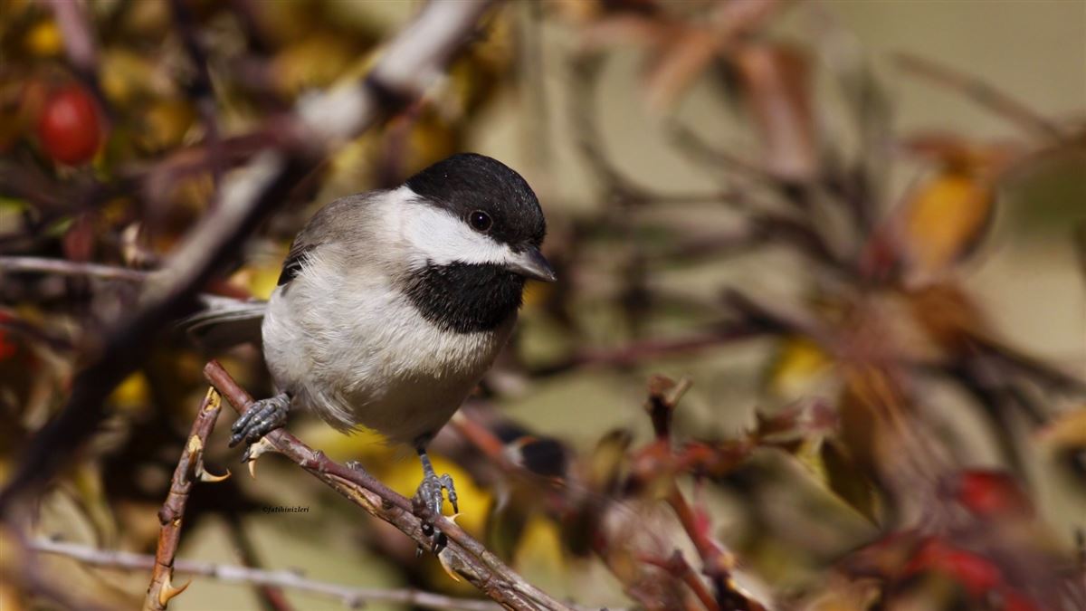 Sombre Tit