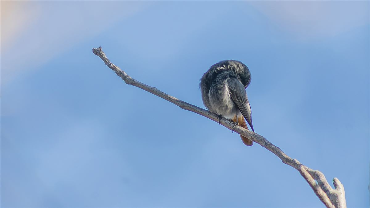 Black Redstart