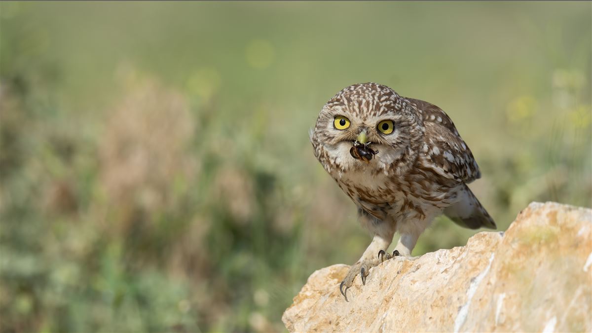 Little Owl