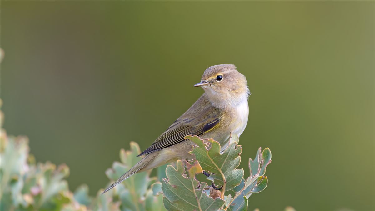 Common Chiffchaff