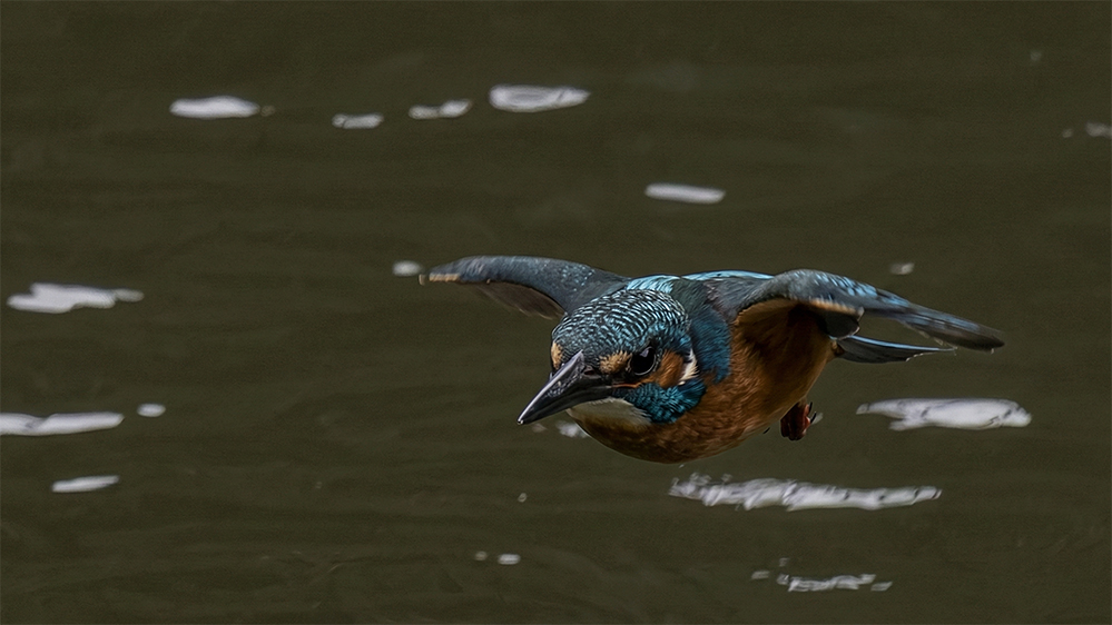 Common Kingfisher
