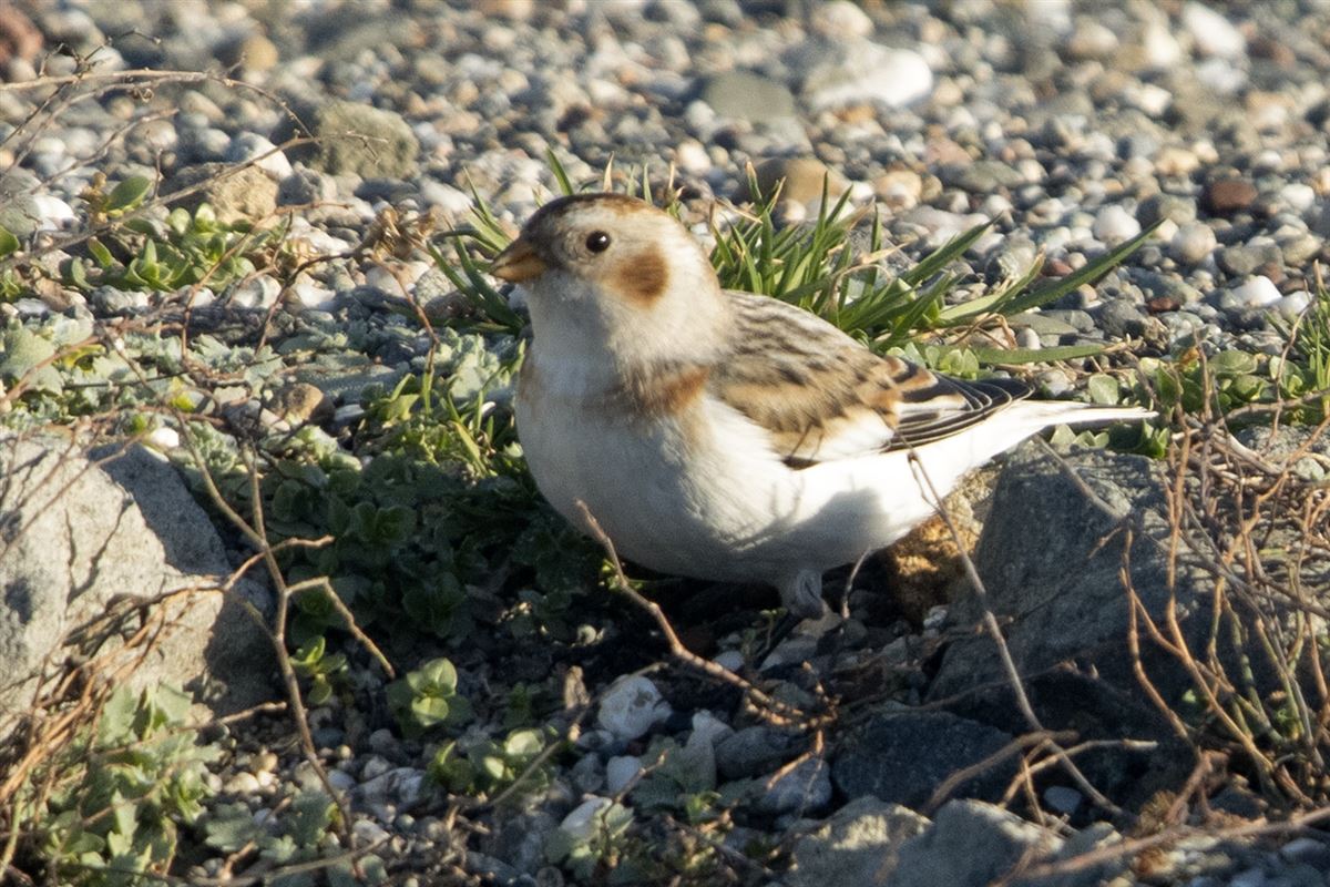 Snow Bunting