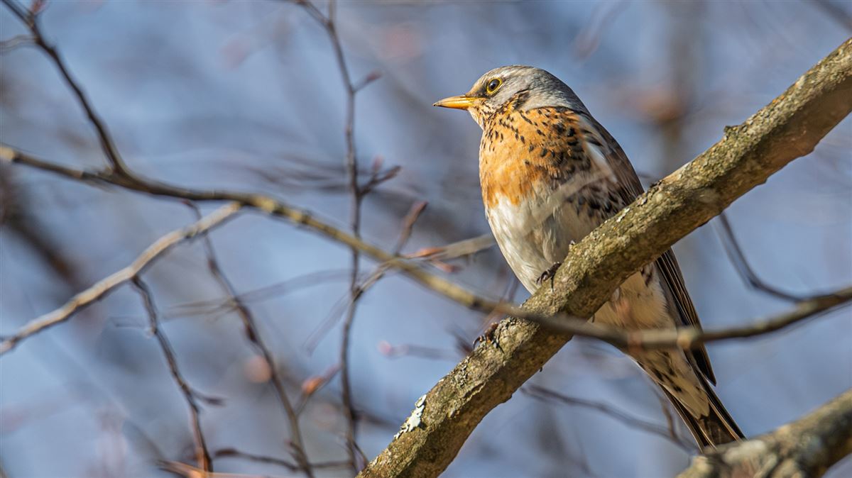 Fieldfare