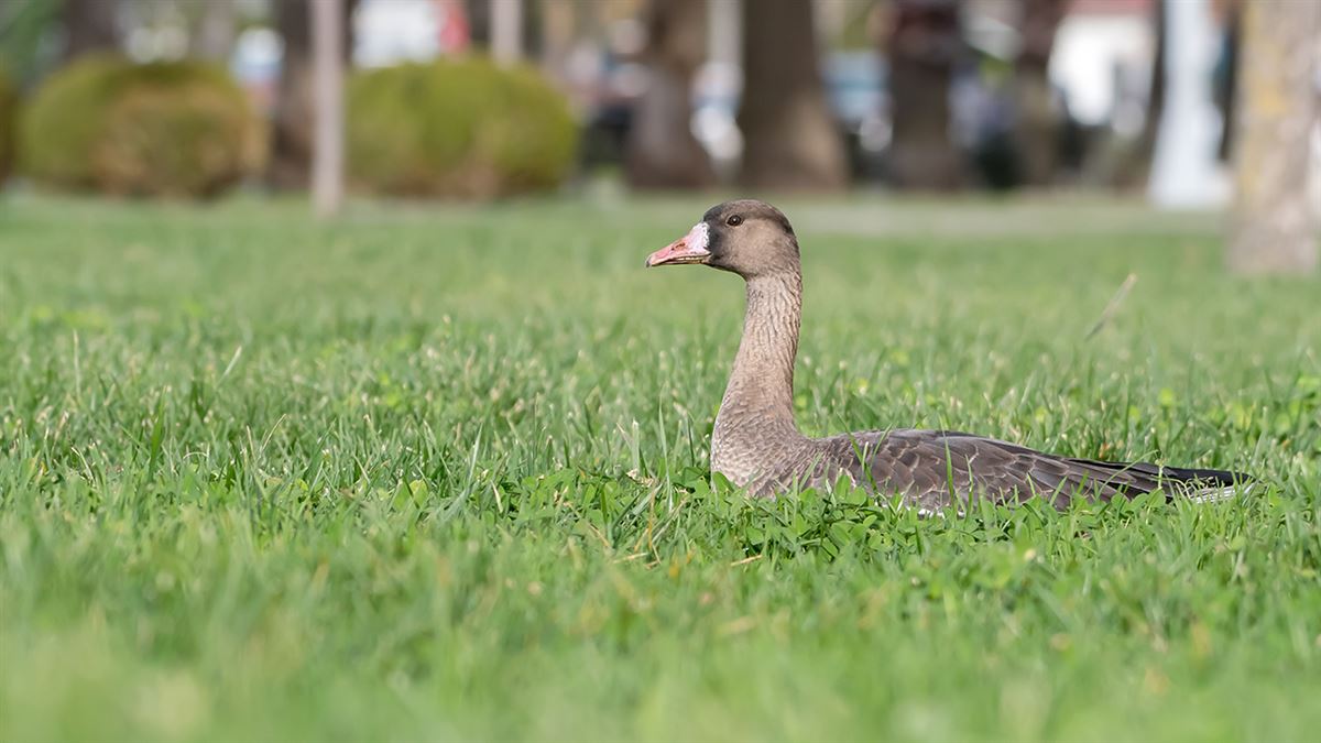 Greater White-fronted Goose