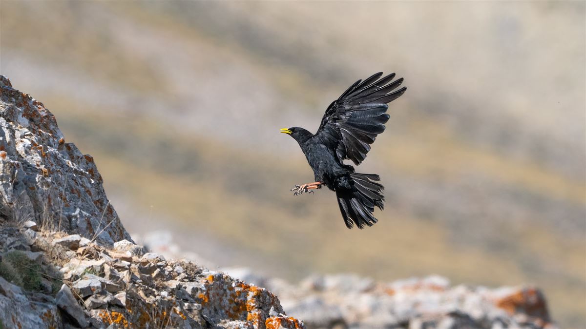 Alpine Chough