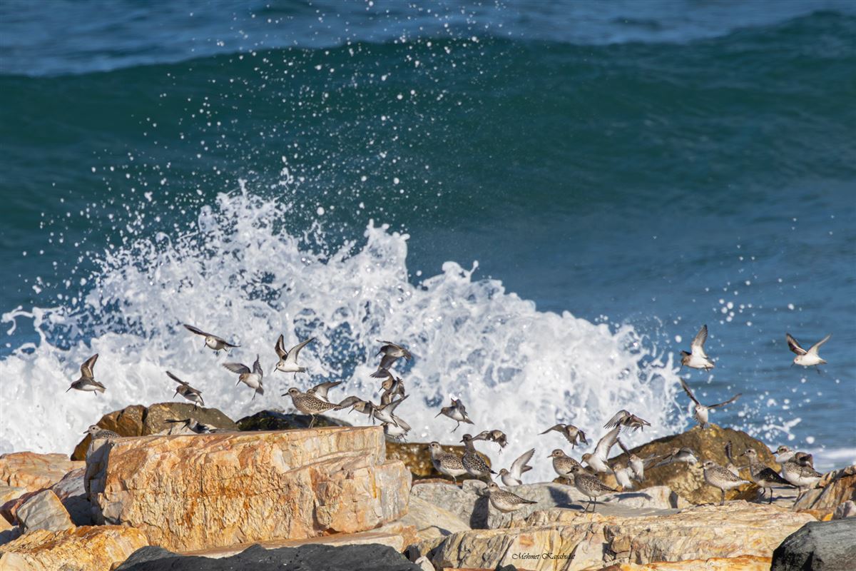 Grey Plover