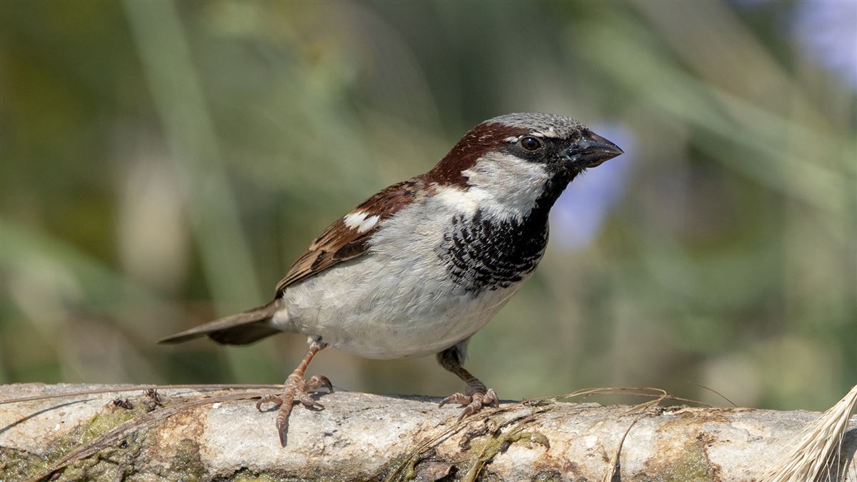 House Sparrow