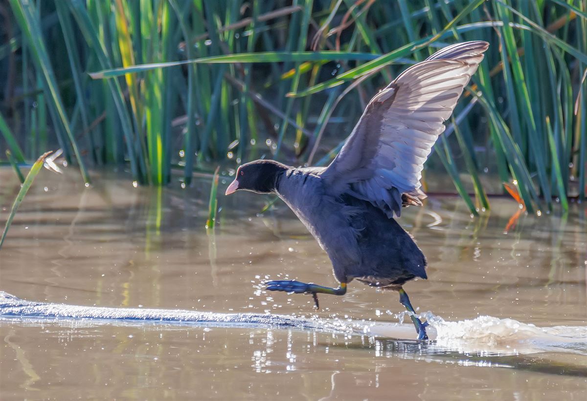 Eurasian Coot