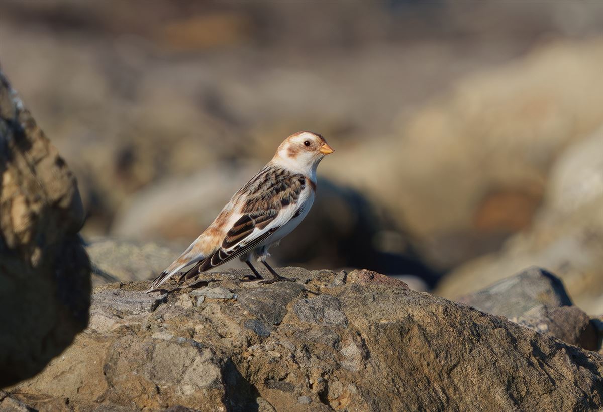 Snow Bunting