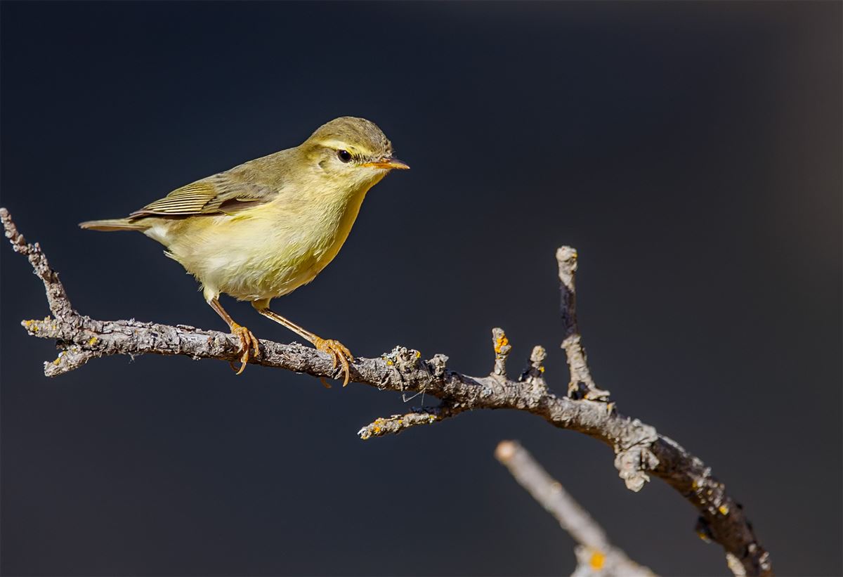 Willow Warbler