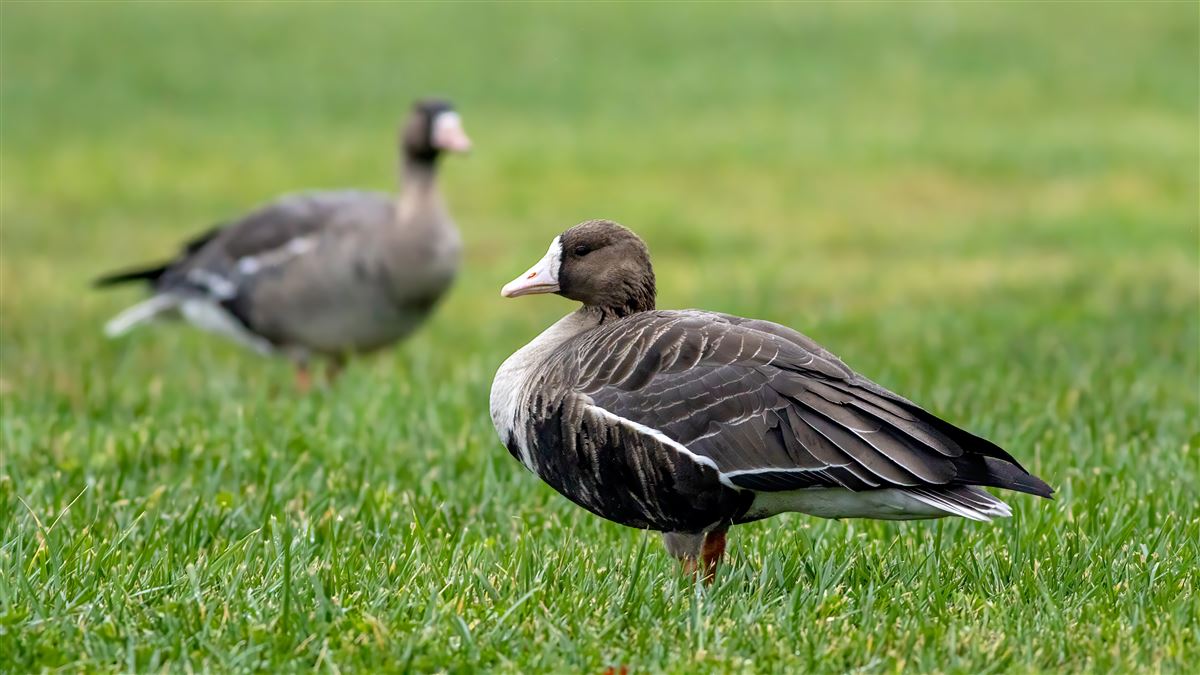 Greater White-fronted Goose