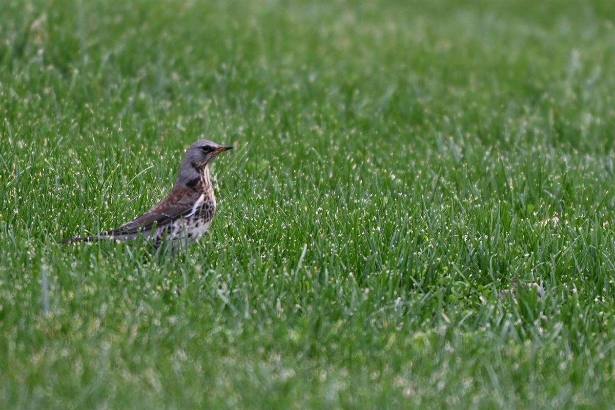 Fieldfare
