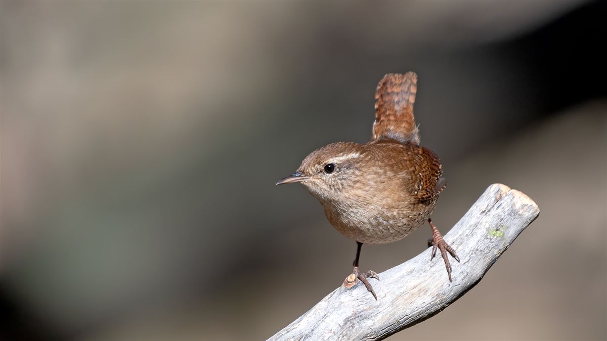 Eurasian Wren