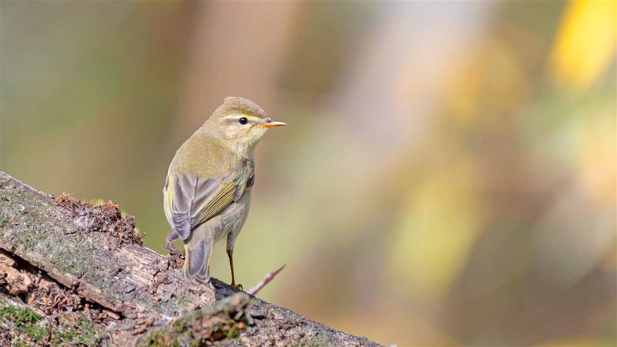 Willow Warbler