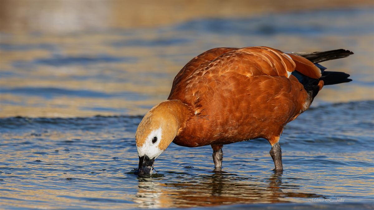 Ruddy Shelduck