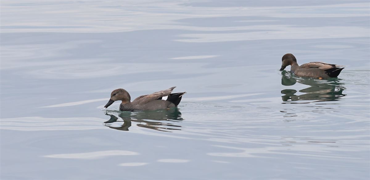 Gadwall