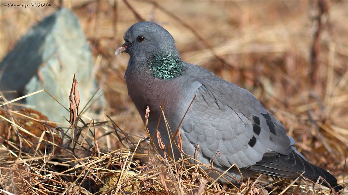 Stock Dove