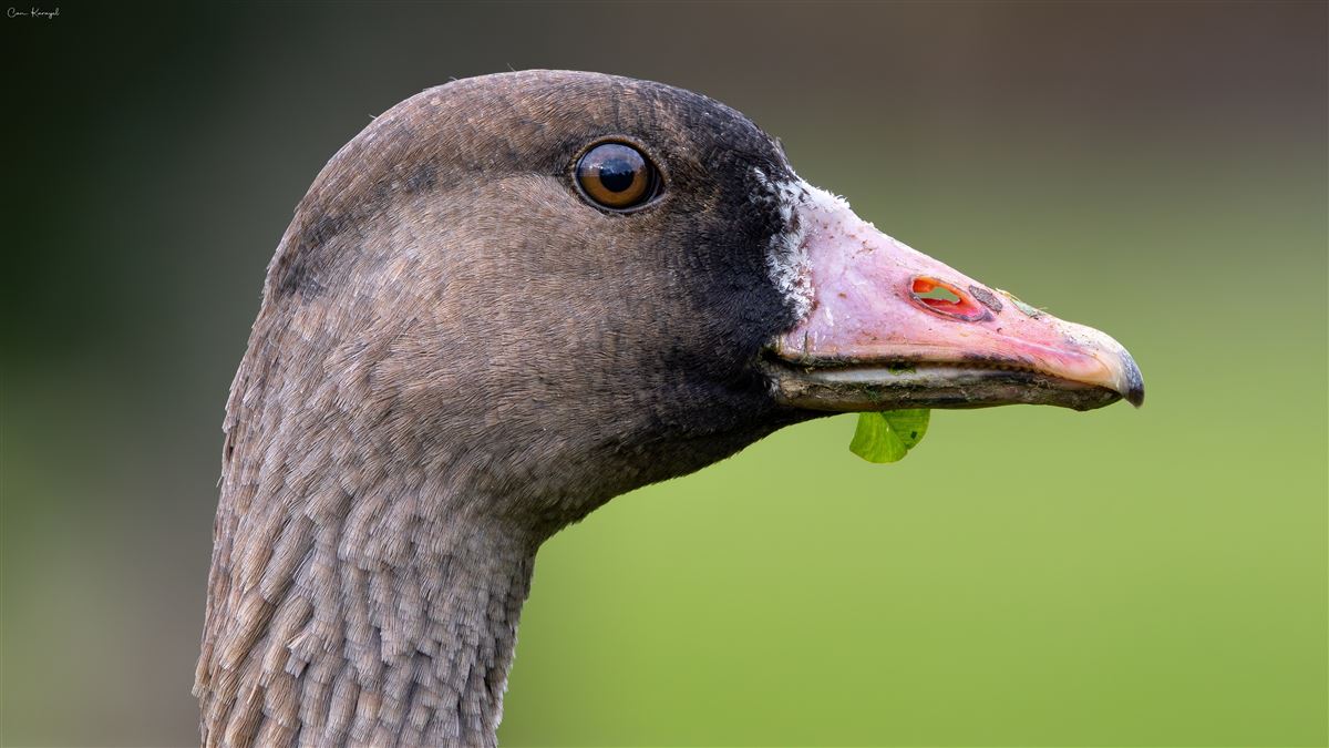 Greater White-fronted Goose